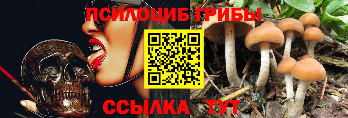 Псилоцибиновые грибы прущие грибы  Вход с VPN  Саров  Псилоцибиновые грибы прущие грибы 